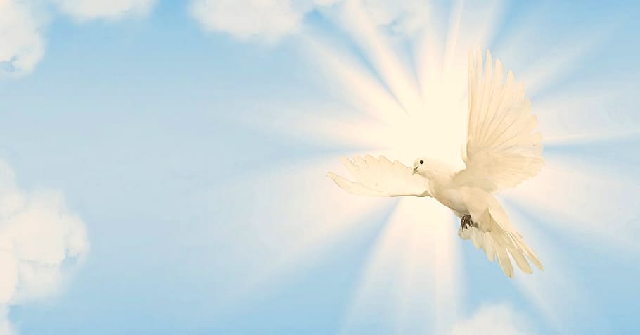 dove, sky, peace dove, wing, bird, blue, animal world, lighting, HD wallpaper