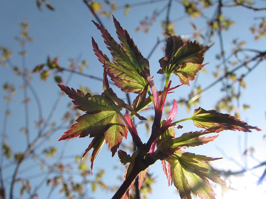 spring, japanese maple, foliage, leaf, sky, nature, green, tree HD wallpaper