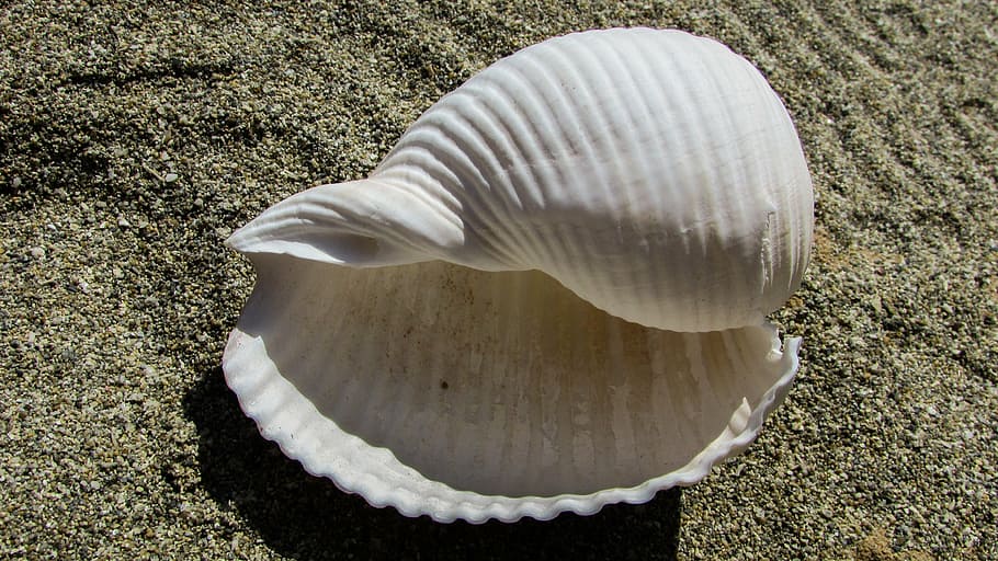 white seashell on white sand, beach, summer, nature, animal Shell HD wallpaper