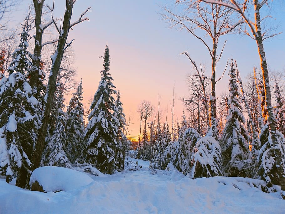 Dawn, Winter, Landscape, Snow, Morning, scene, winter landscape HD wallpaper