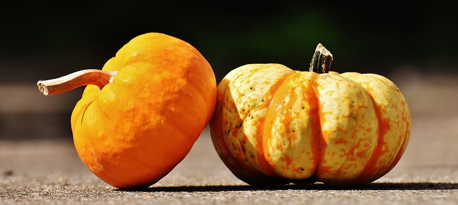 pumpkins, decorative squashes, nature, autumn, decoration, colorful HD wallpaper