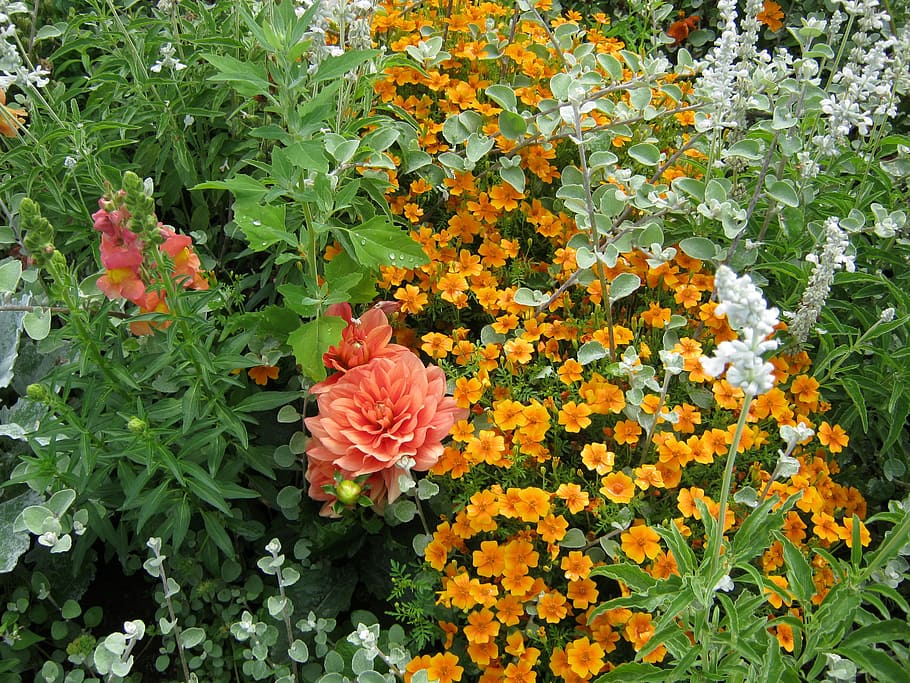 flowers, blütenmeer, bed, discounts, decoration, decorative HD wallpaper