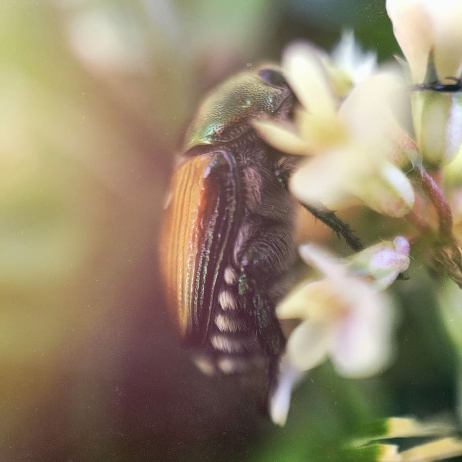 green and brown beetle perched on white flowers macro photography, shallow focus photography of green and yellow bug HD wallpaper