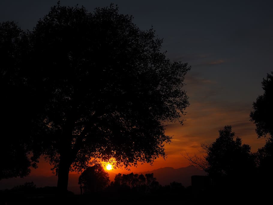 Evening Sun, Afterglow, Tree, sky, romantic, nature, sunset HD wallpaper