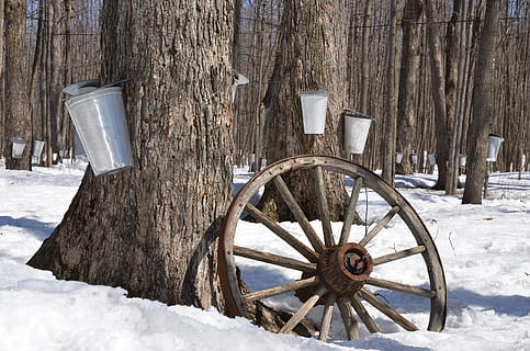 round brown carriage wheel, maple syrup, tree, sap, sugar, spring HD wallpaper