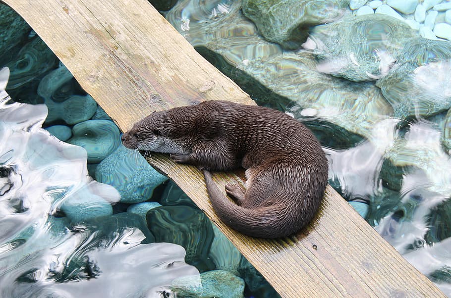 black rodent on top of wood plank, brown animal prone lying on wood plank above body of water