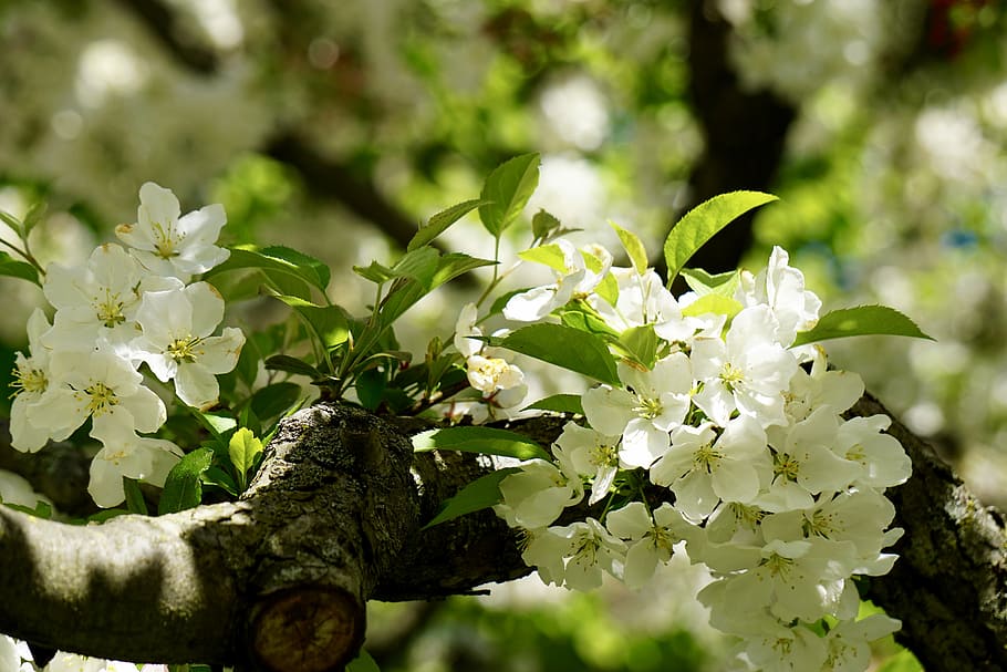 Blossom, Tree, White, Cherry, Cherry Blossom, bloom, flowers HD wallpaper