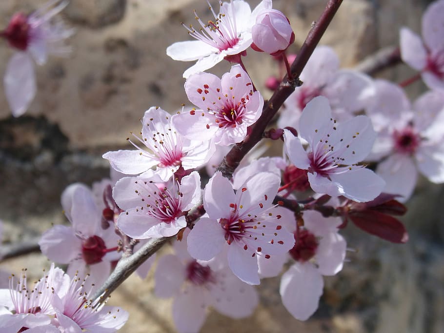 flower, cherry, branch, tree, plant, flowery branch, flowering plant HD wallpaper