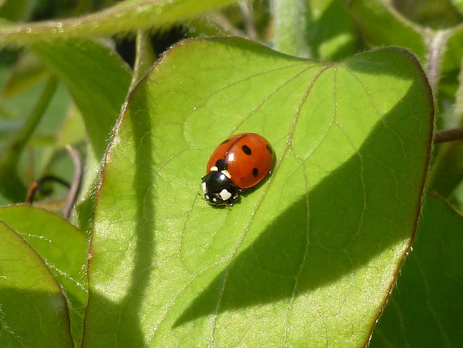 ladybug, leaf, beetle, red dots, lucky charm, insect, nature HD wallpaper