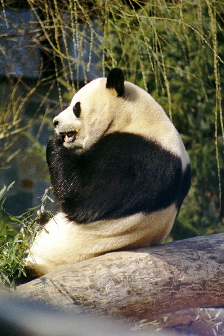 panda sitting on brown tree trunk, Giant Panda, Panda, Bear HD wallpaper