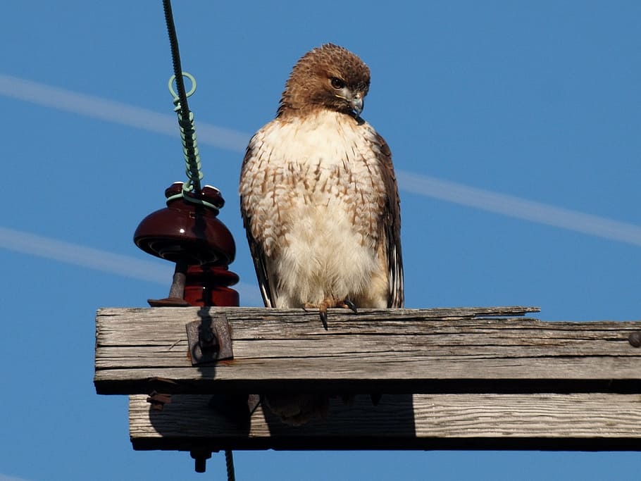 red tailed hawk, perched, bird, raptor, predator, wildlife HD wallpaper