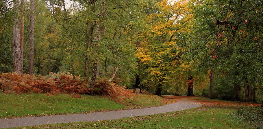 landscape photography of forest, forest path, trees, nature HD wallpaper