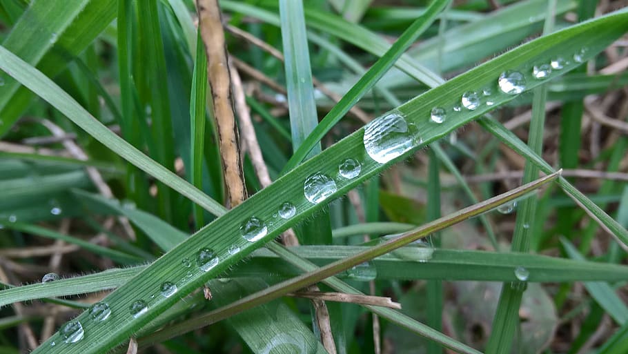grass, green, rosa, macro, spring, nature, meadow, drops, plant HD wallpaper