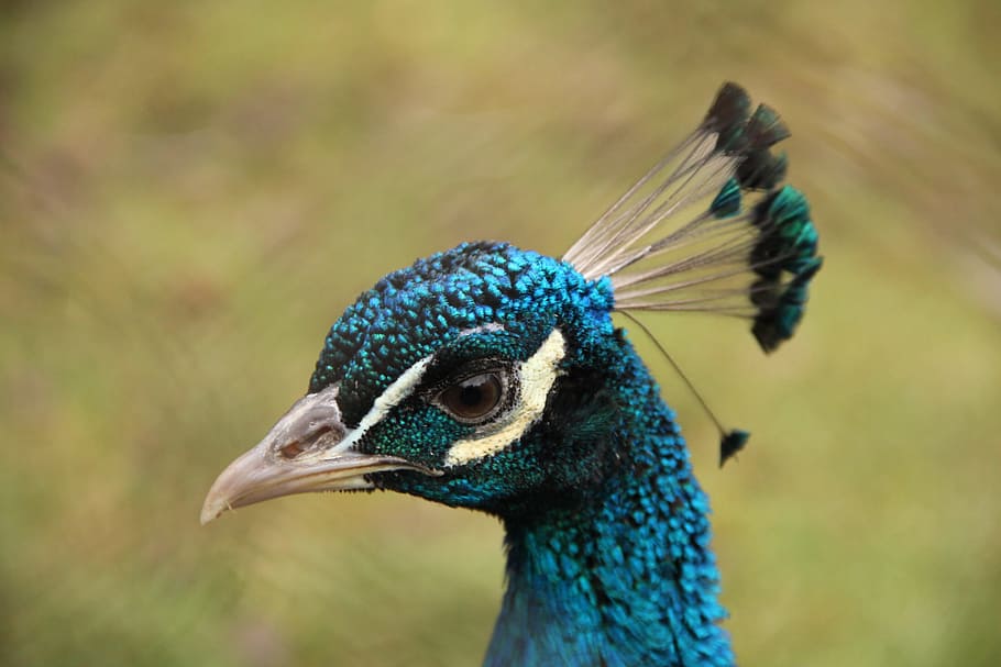 bird-blue-flights-peacock.jpg