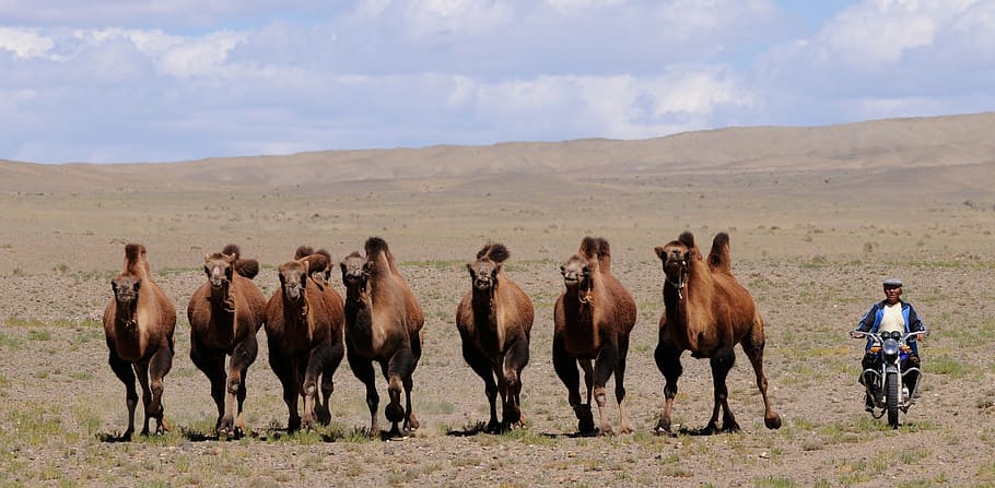 brown camels, Mongolia, Nomad, Desert, horse, domestic animals
