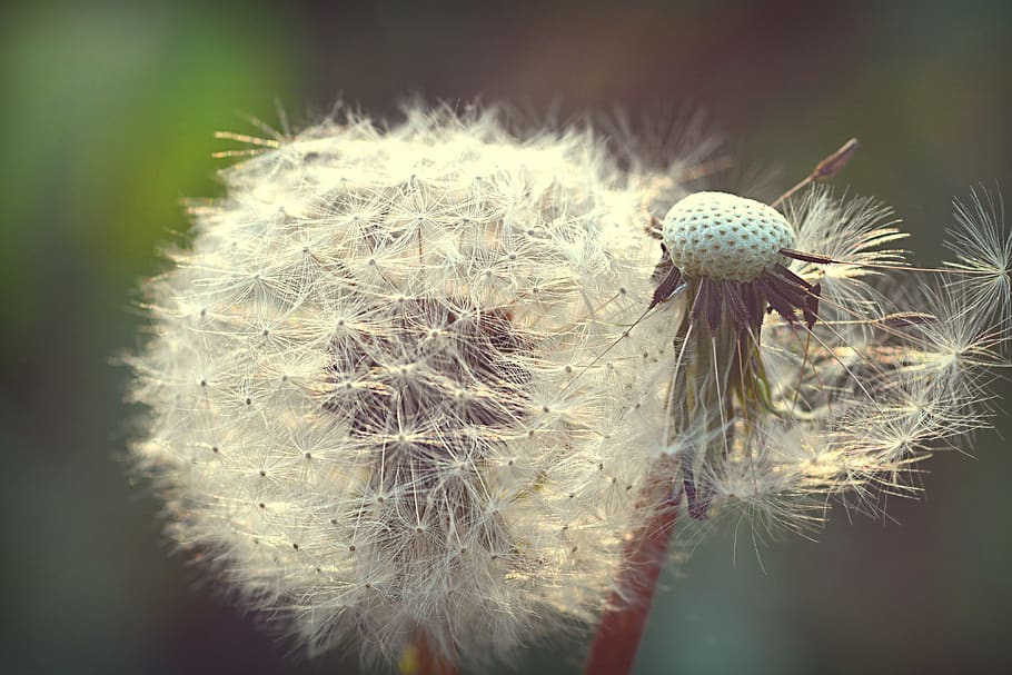 dandelion, spring, flower, spore, flowering plant, fragility HD wallpaper