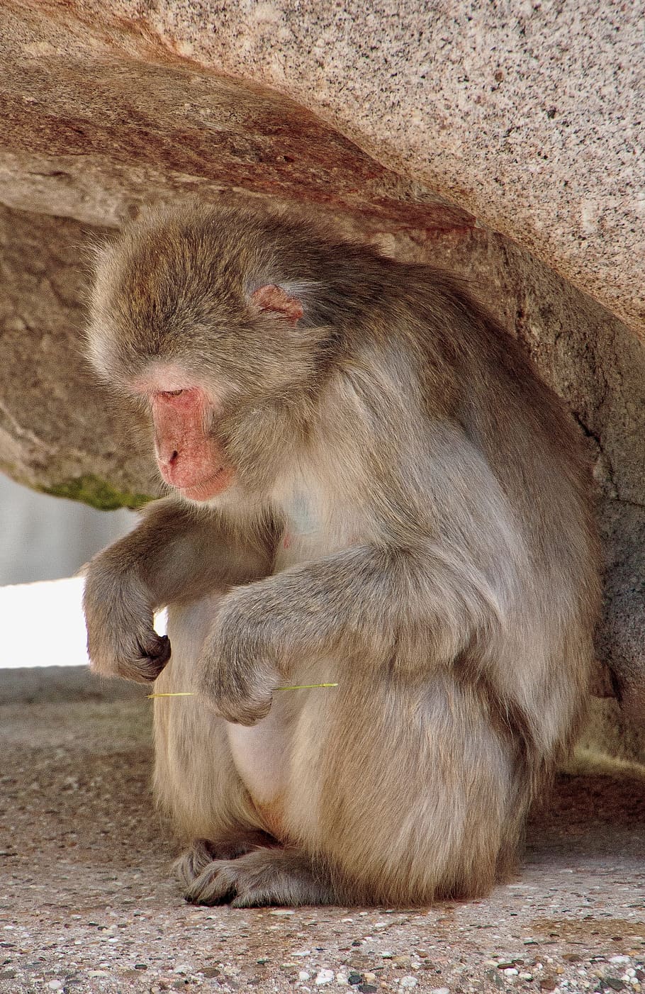 monkey, wilhelma, stuttgart, germany, nature, animal, animal wildlife HD wallpaper