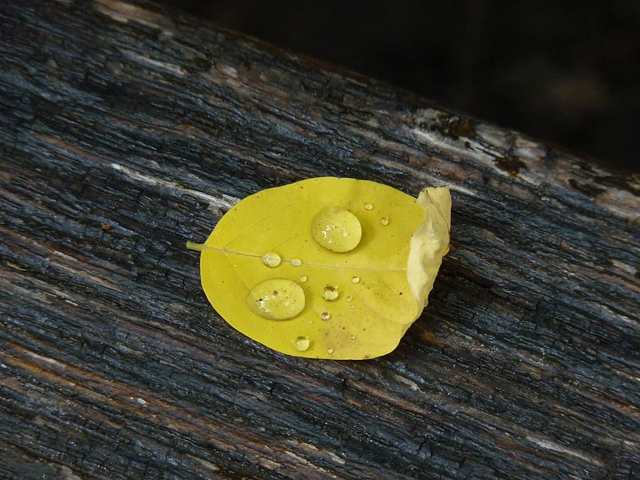 Nature, Green, Fall, Autumn Leaf, drop, yellow, macro, rain HD wallpaper