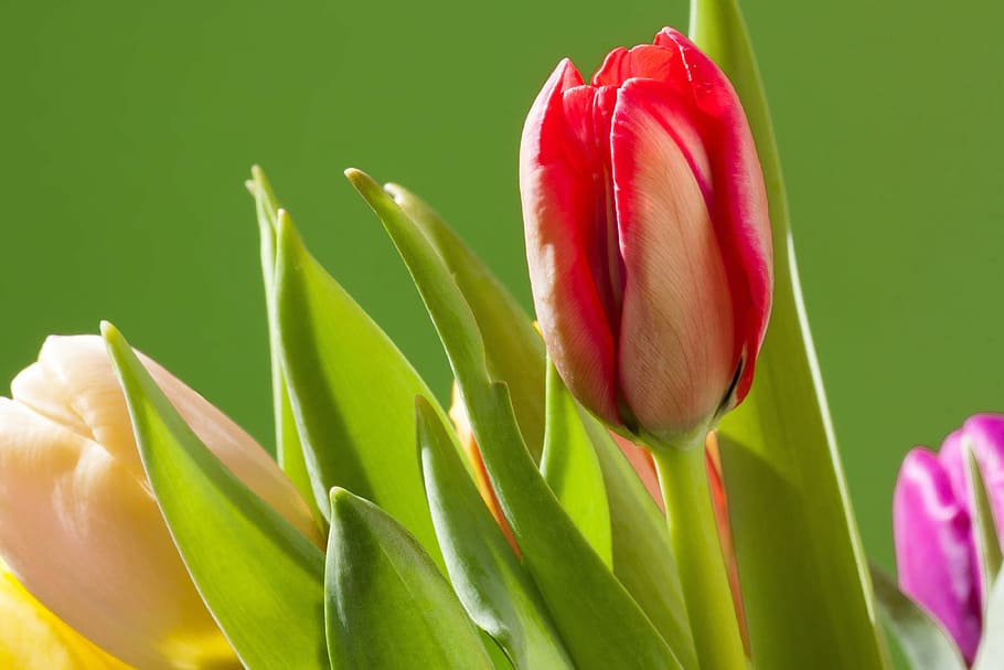 tulips, bouquet, spring, macro, colorful, nature, flowers, schnittblume HD wallpaper
