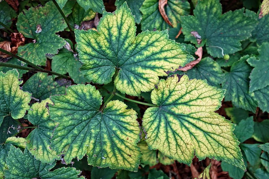 leaf, plant, veins, pattern, nature, plant part, green color HD wallpaper