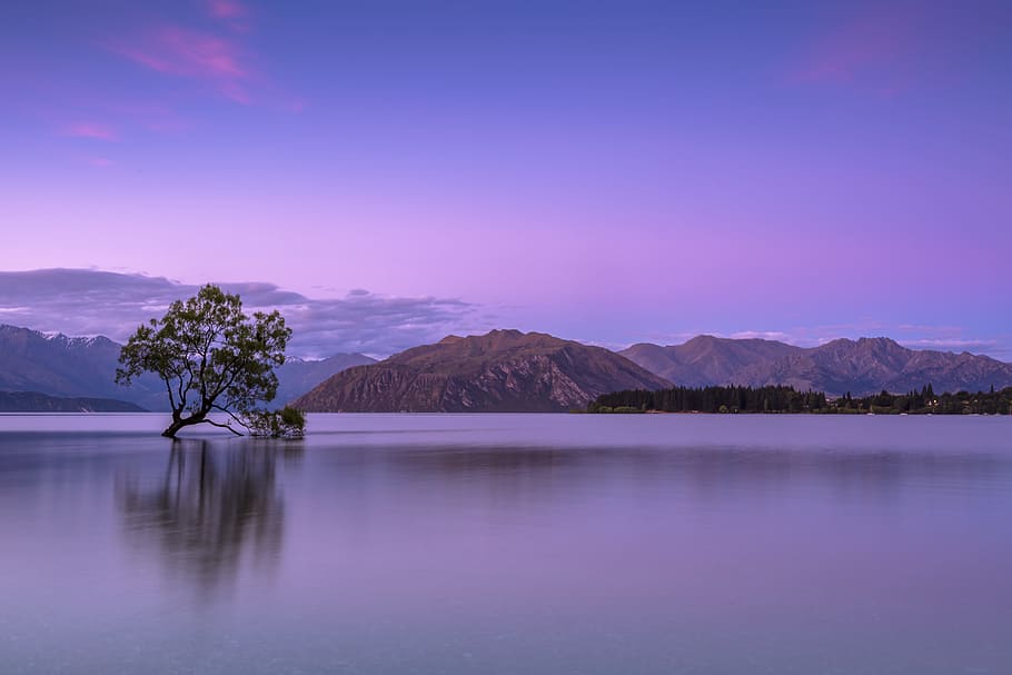tree on body of water near mountains, green tree in the middle of body of water with mountain view HD wallpaper