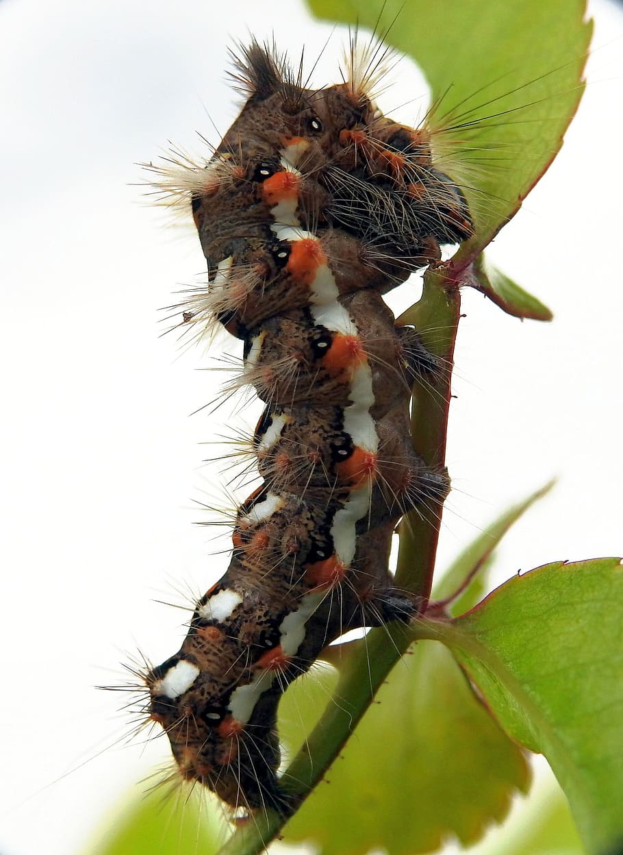 caterpillar, macro, nature, insect, datailaufnahme, macro photography HD wallpaper