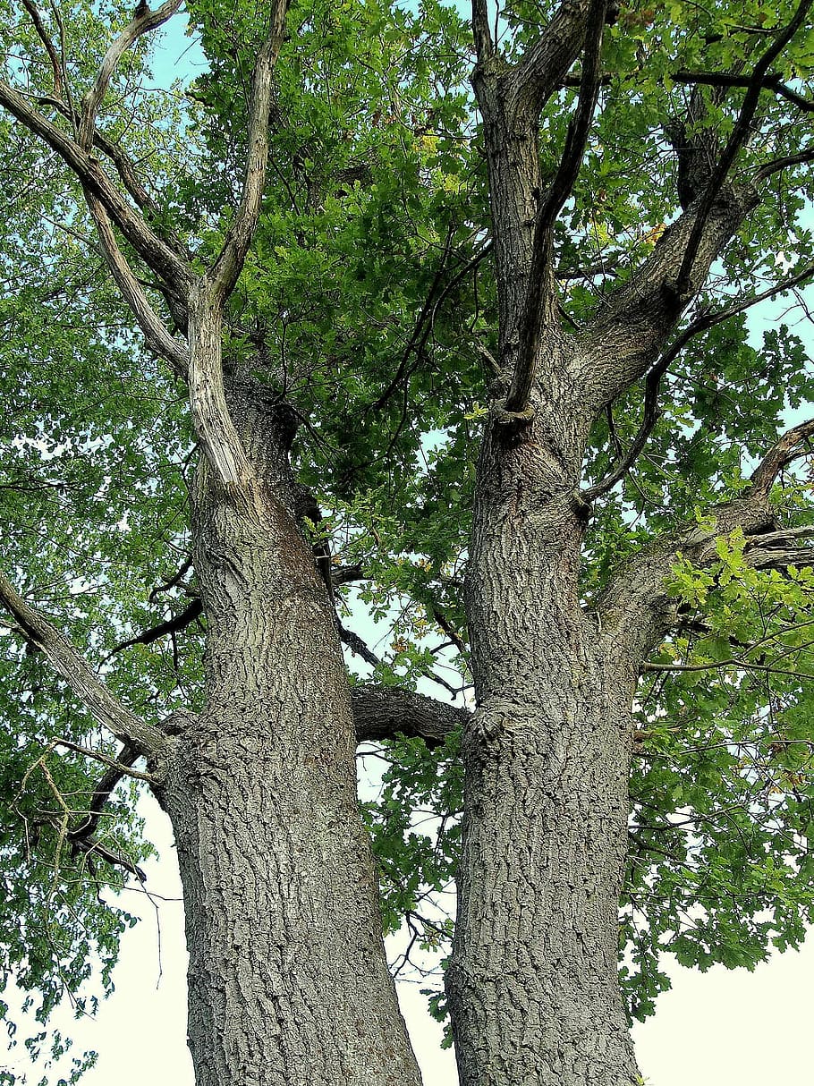 altenbrak, double oak, quercus, tree, trunk, plant, botany HD wallpaper