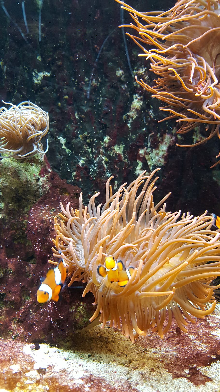 clownfish, nemo, underwater, aquarium, creature, meeresbewohner HD wallpaper
