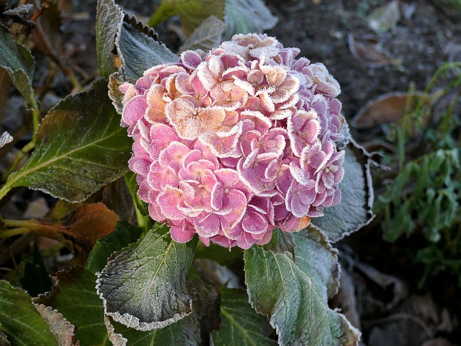 hydrangea, winter, frozen, zing, rose, nature, plant, leaf HD wallpaper