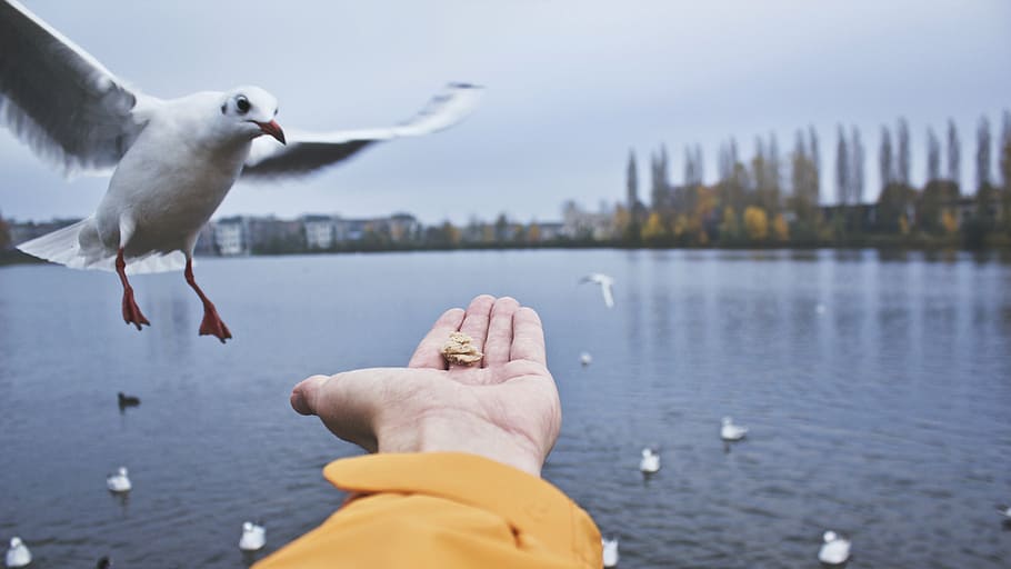 person feeding ring-billed gull, animals, bird, seagull, feather HD wallpaper