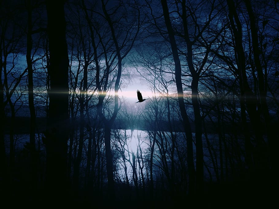 trees behind body of water, bird, fly, gespentisch, night, weird HD wallpaper