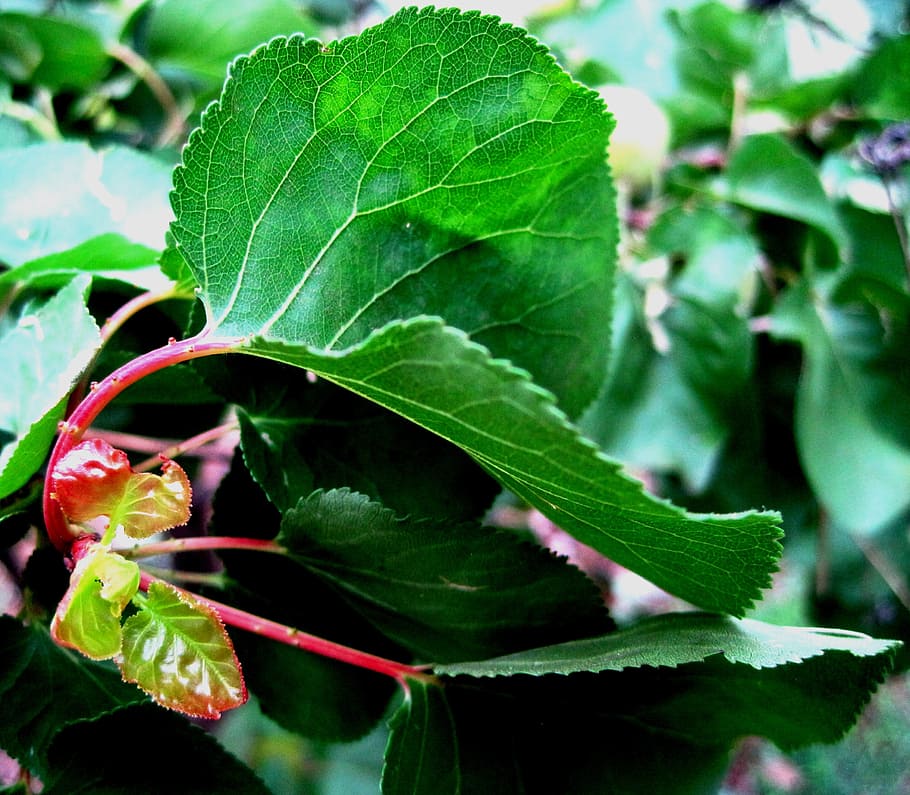 leaf, green, veined, red, stem, curved, growth, plant part HD wallpaper