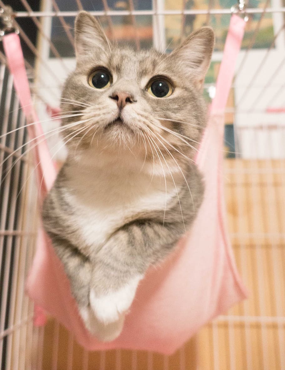 Gray Tabby Kitten, adorable, animal, animal photography, animal portrait, HD wallpaper