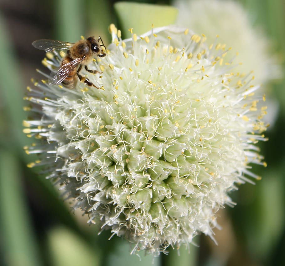 Bee, Onion, Flower, insect, nature, animal themes, plant, growth HD wallpaper