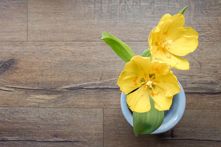 photo of yellow petaled flowers, background, tulip, morning HD wallpaper