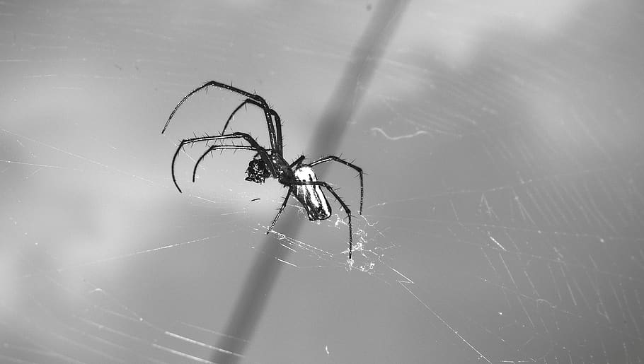 macro, insect, arachnid, spider, guatica, invertebrate, animal themes HD wallpaper
