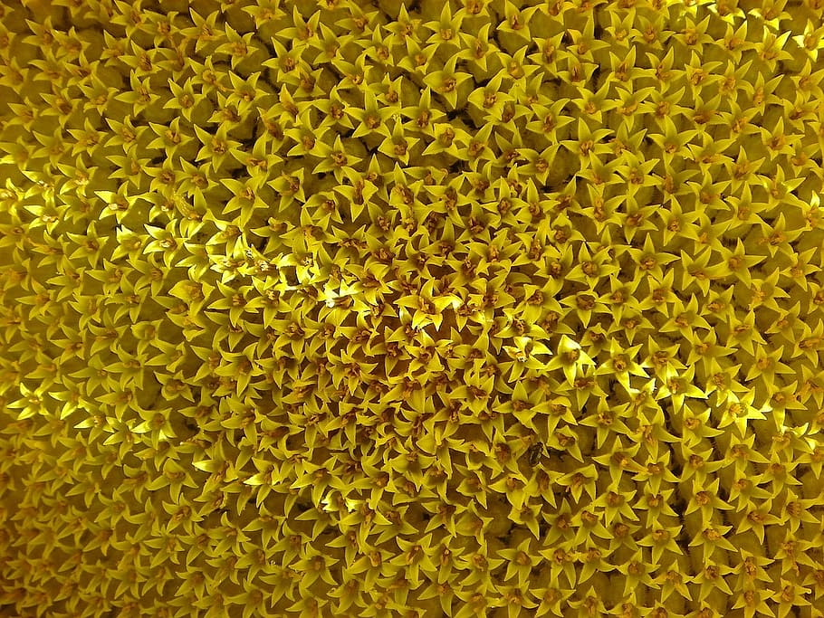 Sunflower, Yellow, Detail, tickets, backgrounds, full frame HD wallpaper