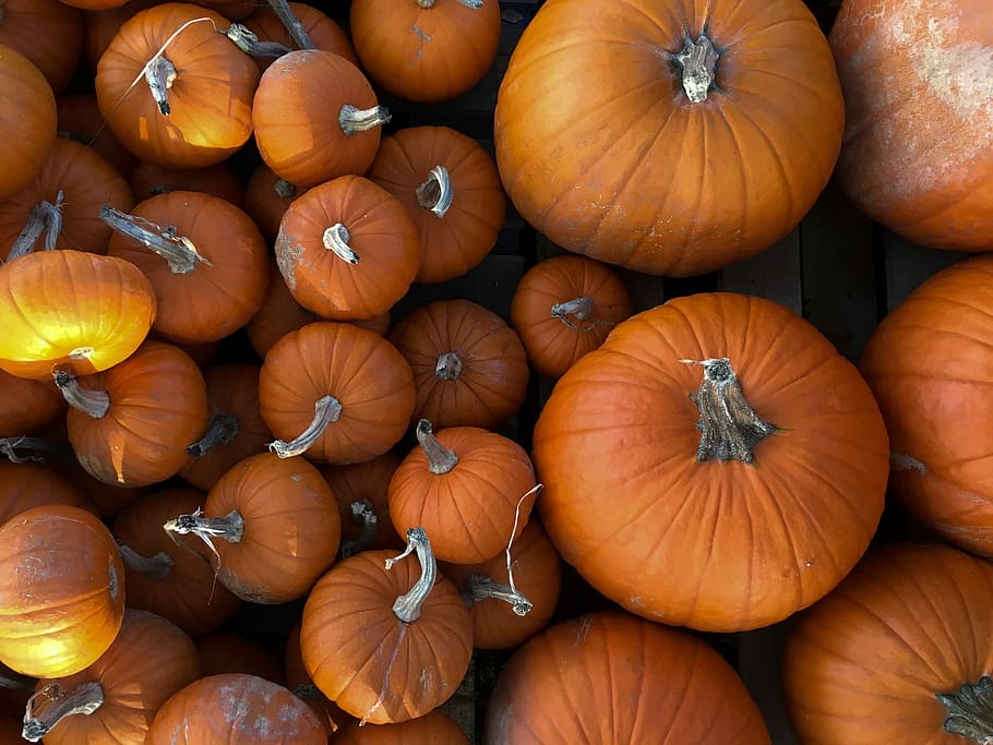 top view photo of beige squash lot, flat lay photography of squashes HD wallpaper