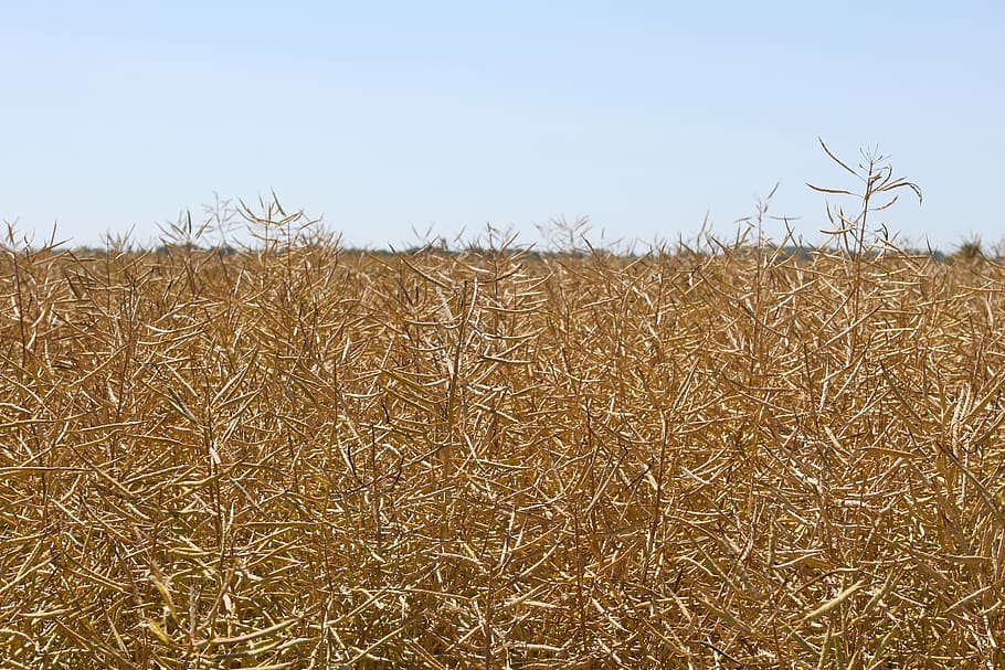 agriculture, blue, bread, copy, copy-space, corn, cornfield HD wallpaper