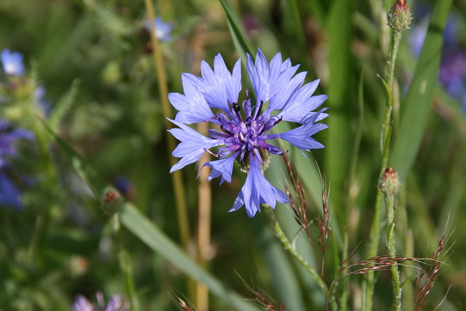 cornflower, bee, blossom, bloom, nectar, close, blue, plant HD wallpaper