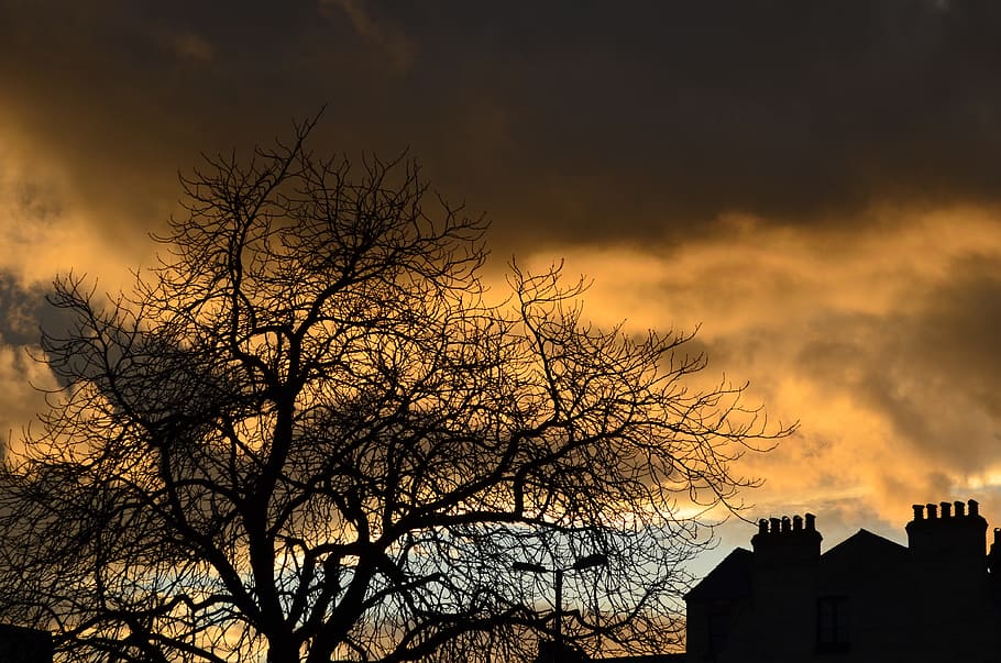 Sun, Red, Red, Night, Evening, Sky, Blue, tree, background HD wallpaper