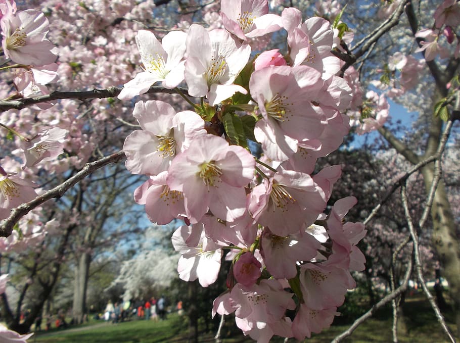 Cherry blossom wallpaper! 🌸⼋📲 - Washington Wizards