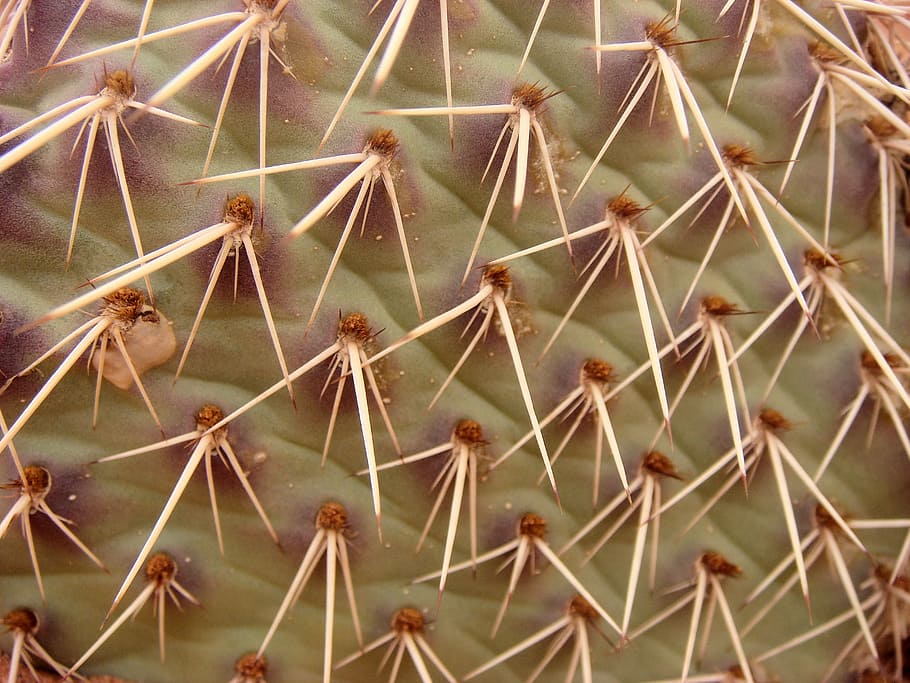 Cactus, Desert, Au, green, pricks, monument valley, thorn, spiked HD wallpaper