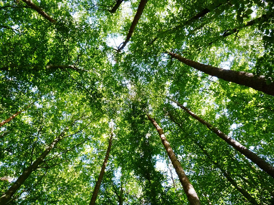 low angle photography of green trees, forest, nature, leaf HD wallpaper