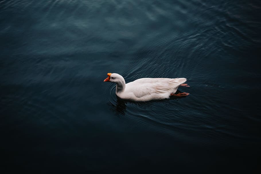 white duck, white duck on body of water, Ugly, bird, swan, nature HD wallpaper