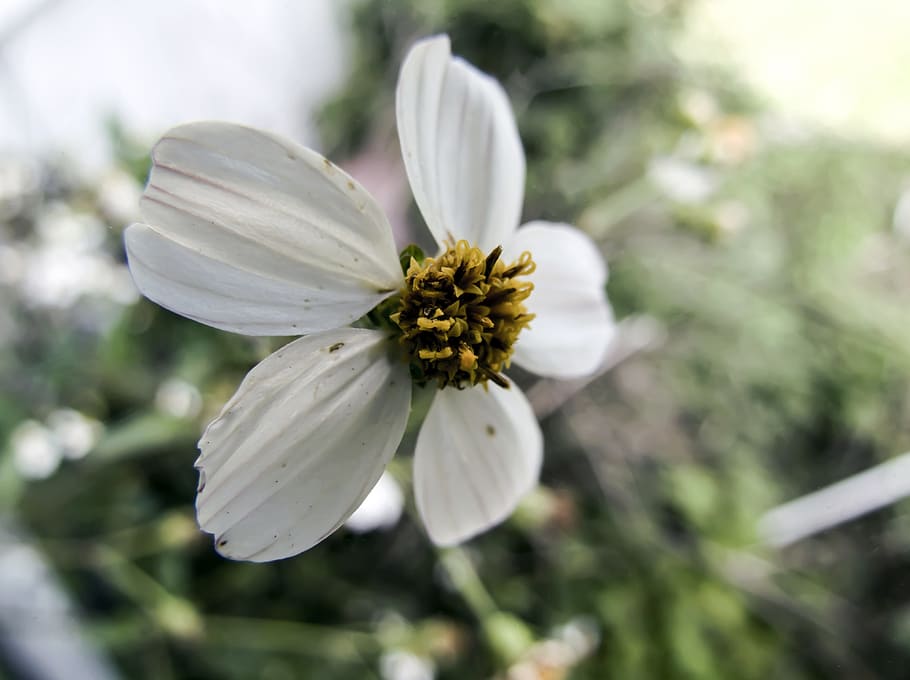 white, wildflower, macro, flowering plant, freshness, fragility HD wallpaper
