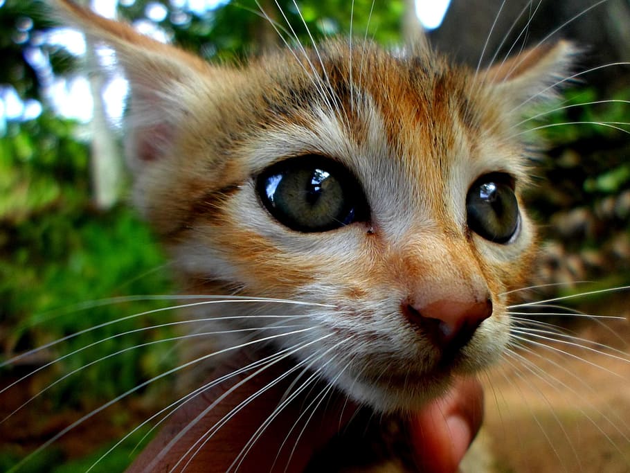 person holding orange kitten, Cat, Kitty, Pet, Feline, Animal HD wallpaper