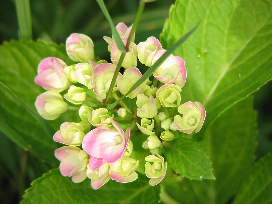 hydrangea, bloom, grow, flower, green, pink, nature, garden HD wallpaper