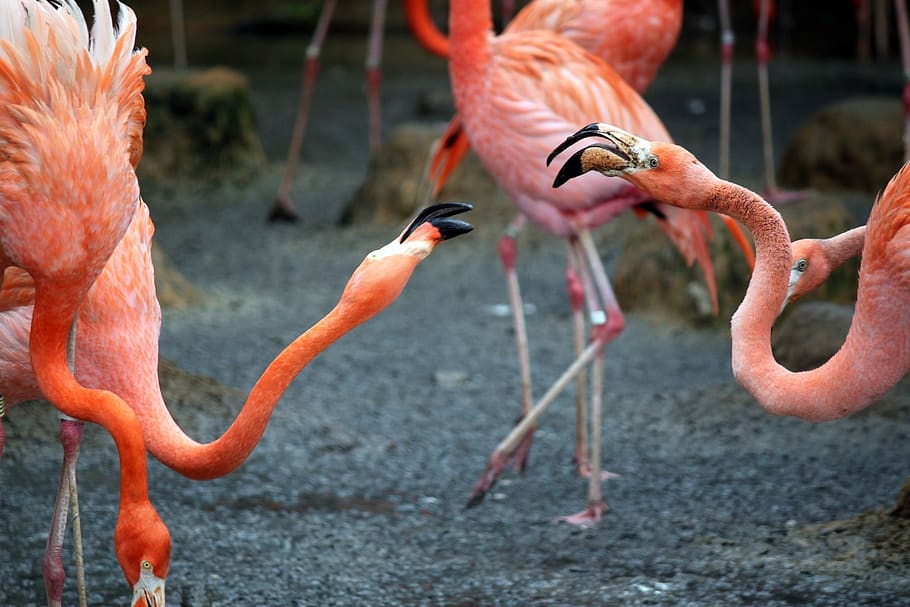 flamingo, fighting, bird, fly, wings, feather, wildlife, beak HD wallpaper