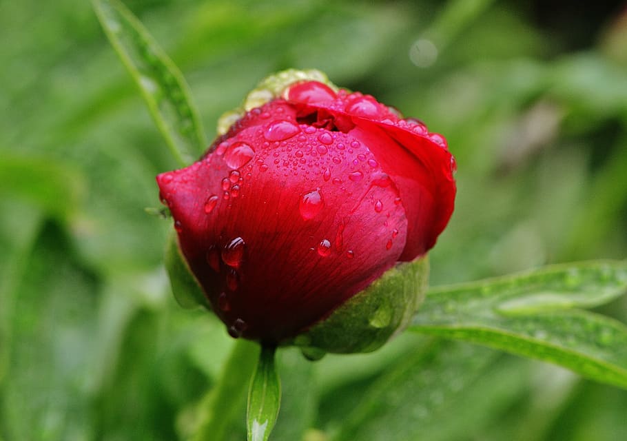 peony, rain, drip, raindrop, nature, macro, beaded, drop of water HD wallpaper